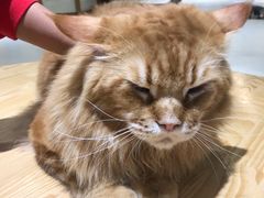 -藏猫猫咖啡主题馆(中央大道店)