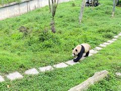 -中国大熊猫保护研究中心雅安碧峰峡基地