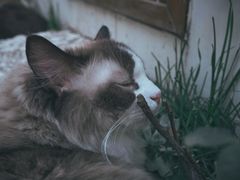 -喵屿·大理花园猫咖