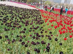 -大宁郁金香公园-停车场