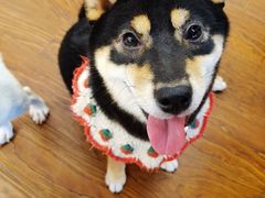 -豆柴町-柴犬主题狗咖(红鼎国际C座店)