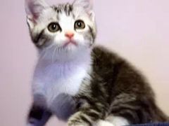 iphone_upload_pic-Bastet sally猫舍购宠(静安店)