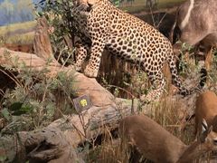 -陕西自然博物馆