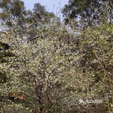 行云流水… 能够给人无尽的遐想和思念