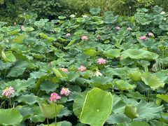 -西湖公园(鼓楼区)