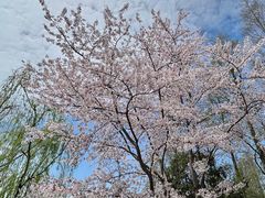 -上海滨江森林公园