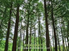 -上海共青森林公园