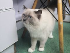 -东方动物医院·宠保定点·骨科·转诊中心(春城路·昆明站分院)