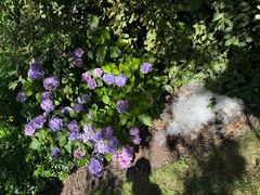 -墨尔本皇家植物园