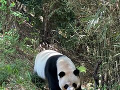 -广州长隆野生动物世界
