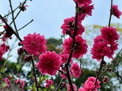 -桃花涧