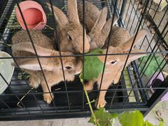 -马陆小张葡萄园农家乐