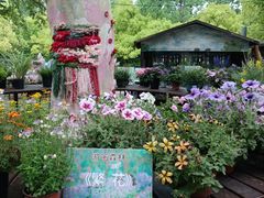 -上海共青森林公园