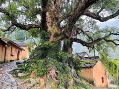 -杨家堂村