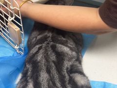 -达爱动物医院·犬猫分区·CT·复杂眼科(远洋山水分院)