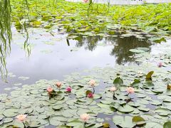 -莱西月湖公园