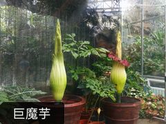 -北京植物园-展览温室