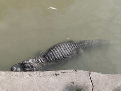 -上海野生动物园