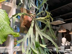 -自由生长植物工作室(深港花卉中心店)