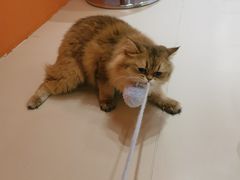 -三花喵·撸猫购宠·宠物生活馆(虹桥南丰城店)