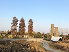 -池杉湖湿地公园