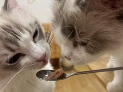 -有喵·猫咖·狗咖·30几只猫10只小狗(岗厦店)