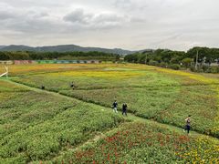 -苏州太湖西山岛开心农场