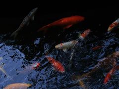 -侠成水上农庄(工业大道店)