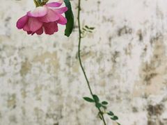-艺圃