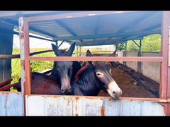 -元鼎宝驴香·全驴宴(江宁店)