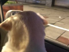 -肖肖酸萝卜鱼火锅(总店)