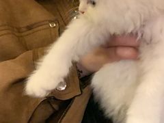 -猫爷宠物生活馆·撸猫馆