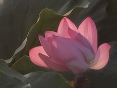 -哈尔滨大剧院