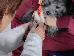 -瑞派福兴宠物医院犬猫全科·骨科·中西医结合(河东店)