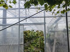 -马陆小张葡萄园农家乐