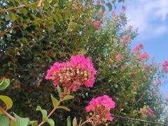 -武汉紫薇都市田园