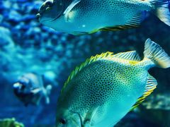 -上海海洋水族馆