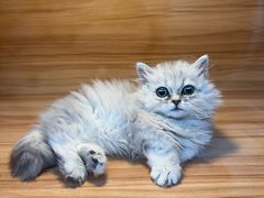-喵百万·布偶·蓝金金渐层英短·猫舍(百子湾店)