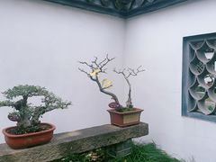 -上海醉白池公园