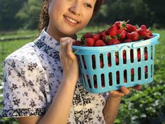 -大自然农场蔬菜草莓采摘园