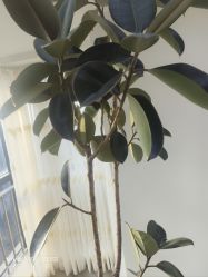 -HEYAN荷妍专业脱毛连锁机构