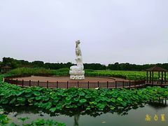 -荷塘月色湿地公园·向阳花洲