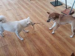 -柴犬高等学院·狗咖·柴犬售卖·宠物训练