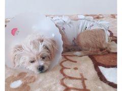 -纳吉亚猫专科动物医院博雅分院