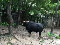 -清迈夜间动物园