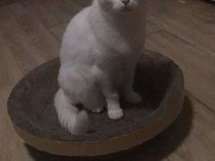 -伟伟宠物医院·瑞派猫友好医院·猫科(光谷店)