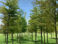 -上海长兴岛郊野公园