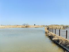 -盐城丹顶鹤湿地生态旅游区
