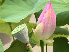 -莲花池公园