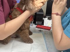 -芭比堂动物医院·24小时·眼科中心(深圳中心)